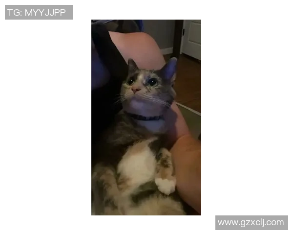 足球明星们的爱宠猫咪名字大揭秘你知道多少呢