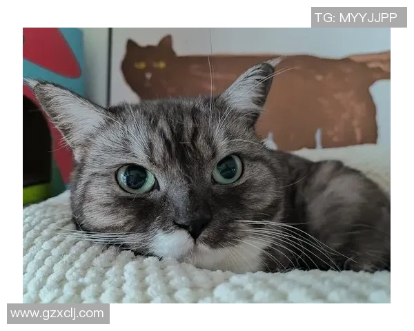 足球明星命名的猫咪们:他们的可爱与魅力如何影响我们的生活 足球明星命名的猫咪们:他们的可爱与魅力如何影响我们的生活